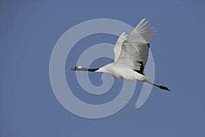Red-crowned or Japanese crane, Grus japonensis,