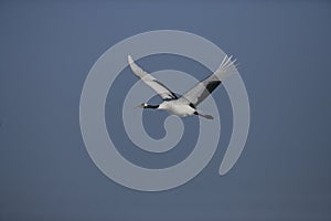 Red-crowned or Japanese crane, Grus japonensis,