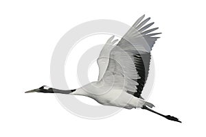 Red-crowned or Japanese crane, Grus japonensis,