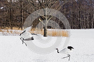 Red-Crowned/Japanese Crane Threat Displays