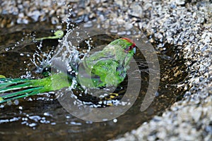 Red-crowned kakariki bathing in puddle