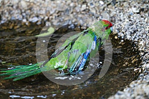 Red-crowned kakariki bathing in puddle