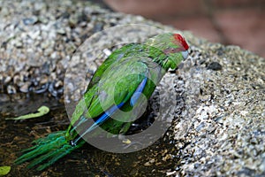 Red-crowned kakariki bathing in puddle