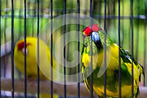 Red-crowned parakeet or red-fronted parakeet, kakariki parrot from New Zealand