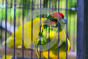 Red-crowned parakeet or red-fronted parakeet, kakariki parrot from New Zealand