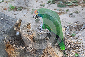 Red-crowned parrot