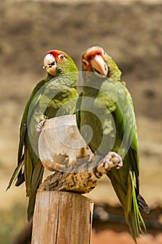 Red crowned parrots eating corn