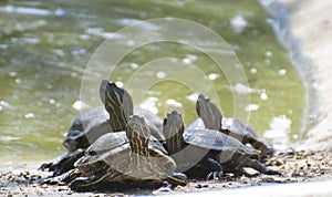 Red Crowned Roofed Turtles or Bengal roof turtle Batagur kachuga