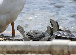 Red Crowned Roofed Turtles or Bengal roof turtle Batagur kachuga