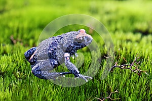 Red-crowned Toadlet