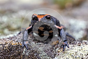 Red-crowned Toadlet