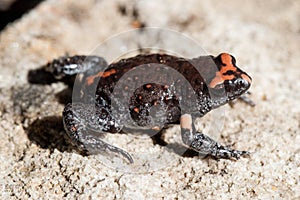 Red-crowned Toadlet