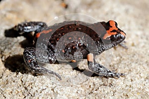 Red-crowned Toadlet