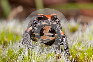 Red-crowned Toadlet