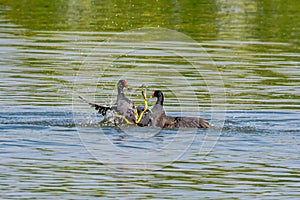 Red-crowned water chicken entangled fighting