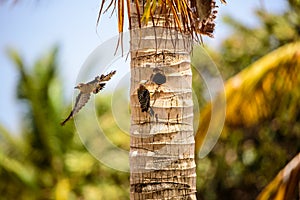 Red Crowned Woodpecker captured vacating the nest site