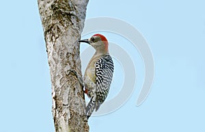 Red-crowned Woodpecker Melanerpes rubricapillus