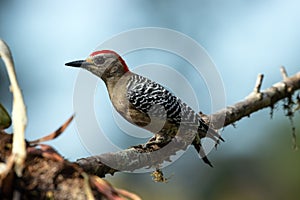 Red-crowned Woodpecker (Melanerpes rubricapillus)