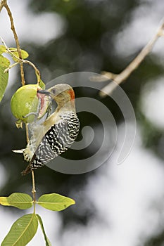 Red-Crowned Woodpecker, melanerpes rubricapillus, Adult eating Fruit, Los Lianos in Venezuela