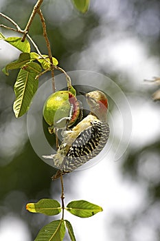 Red-Crowned Woodpecker, melanerpes rubricapillus, Adult eating Fruit, Los Lianos in Venezuela