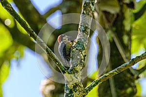 Red-crowned Woodpecker (Melanerpes rubricapillus) in Costa Rica