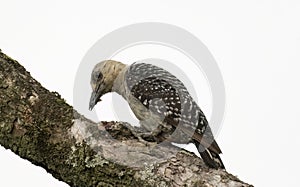 Red-crowned Woodpecker (Melanerpes rubricapillus) female photo