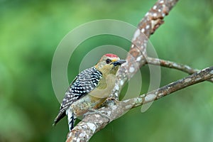 Red-crowned woodpecker (Melanerpes rubricapillus), Minca, Sierra Nevada de Santa Marta, Wildlife and birdwatching in Colombia