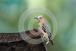 Red-crowned woodpecker (Melanerpes rubricapillus), Rionegro, Antioquia Columbia