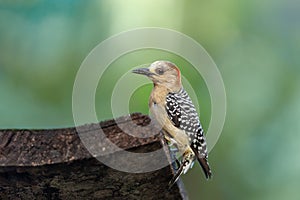 Red-crowned woodpecker (Melanerpes rubricapillus), Rionegro, Antioquia Columbia photo