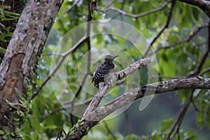 Young Red-crowned woodpecker in Erasmus Cove on Tobago photo