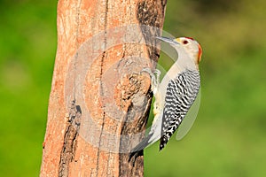 Red crowned woodpecker pecking for bugs