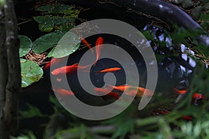 Red crucians in the pond with water lillies leaves