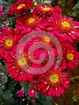 RED CRYSAN FLOWERS