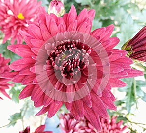 Red crysanthemum flower in pot