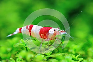 REd crystal shrimp