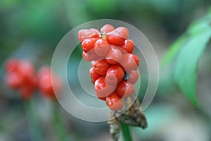 Red cuckoo pint berries