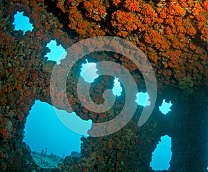 Red Cup Coral on a Shipwreck