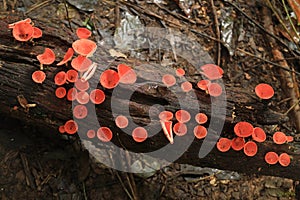 Red cup fungi