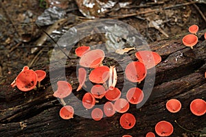 Red cup fungi