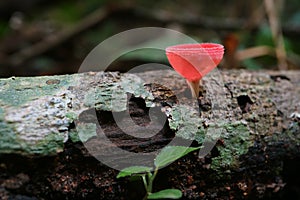 Red Cup Fungi or Champagne Glass Mushroom Growing on the Timber, Rain Forest