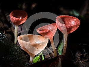 Red cup mushroom