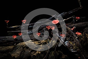 Red cup mushroom on a branch