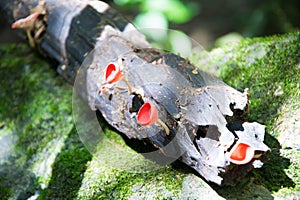 Red cup mushroom