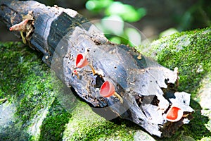 Red cup mushroom