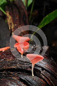 Red cup mushroom in rain-forest
