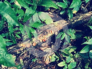 Red cup mushrooms (Cookeina Sulcipes).