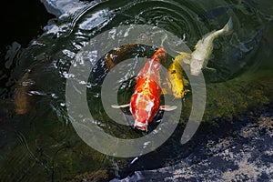 The red cupid pulled its head out of the water, swims close to the shore and splashes in the water. Koi carp are ornamental