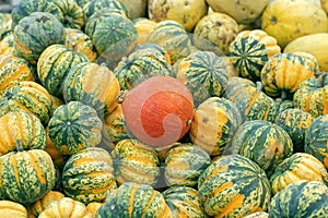 Red curi squash (Curcurbita maxima) between some winter squash pumpkins.