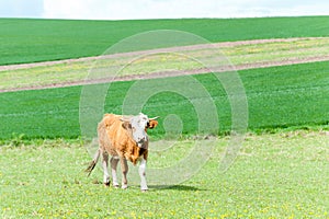 Red curly cow grazing in green springtime field. Moravia. Czech