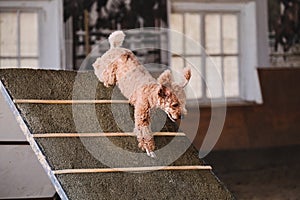 Red curly haired toy poodle with funny ears quickly descends down wooden slide. Agility competitions, sports with dog to improve